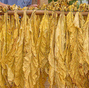 How to Dry Tobacco Leaf